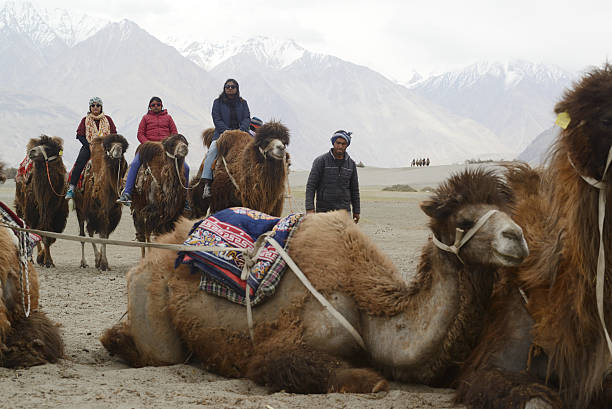 Ladakh , India - May 16 , 2019 : Unidentified tourists can ride a Bactrian camel, which is endemic to the Nubra Valley. It is an interesting tourist attraction, famous for its cool desert landscape, sand dunes, and interesting local culture on May 16 , 2019.