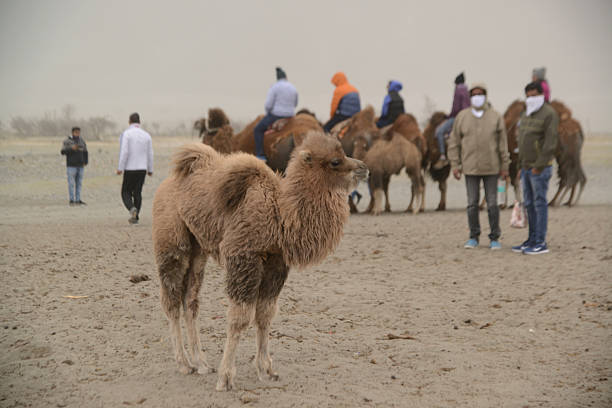 Ladakh , India - May 16 , 2019 : Unidentified tourists can ride a Bactrian camel, which is endemic to the Nubra Valley. It is an interesting tourist attraction, famous for its cool desert landscape, sand dunes, and interesting local culture on May 16 , 2019.