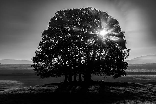 Dramatic monotone view of sunlight streaming through a copse of trees on a small hilltop