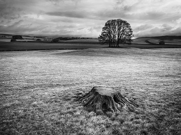 istock Black and white landscape with tree stump in foreground and distant tree cluster, Malhamdale, Yorkshire Dales National Park, North Yorkshire, England, Britain 2225749911