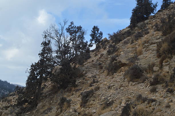 istock Juniper (snober trees) in Ziarat Balochistan 2225750737