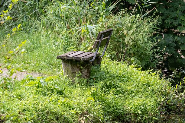 Small wooden bench inviting to relax by the calm water in a peaceful park