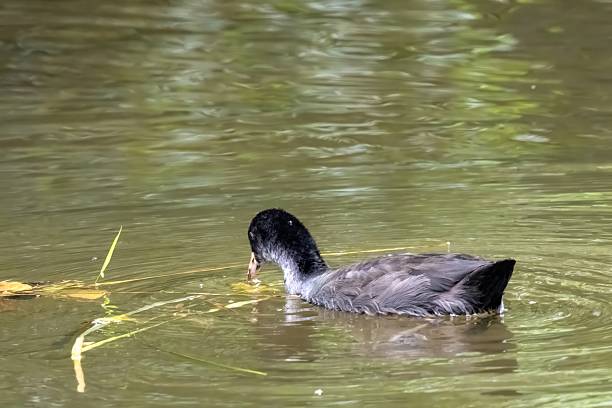 istock American coot foraging for aquatic plants in pond 2225752905
