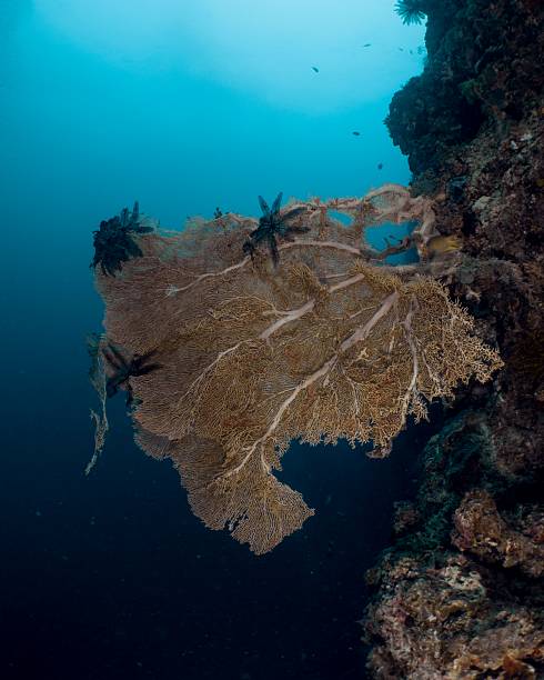 istock Sea fan coral thrives on an underwater rock formation. 2225753496