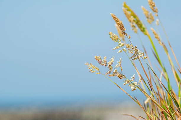 wild grasses above the blue-green waters of the South Cornish coastline near Porthcurno on a sunny June afternoon.