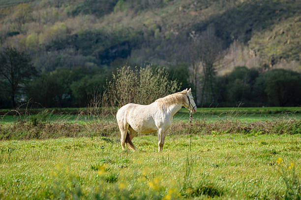 Pasochoa Volcano, Ecuador - July 5, 2025: Beautiful white horse walking towards the photographer, near it a group of brown horses, and in the background on the mountain the summit of Pasochoa Volcano.