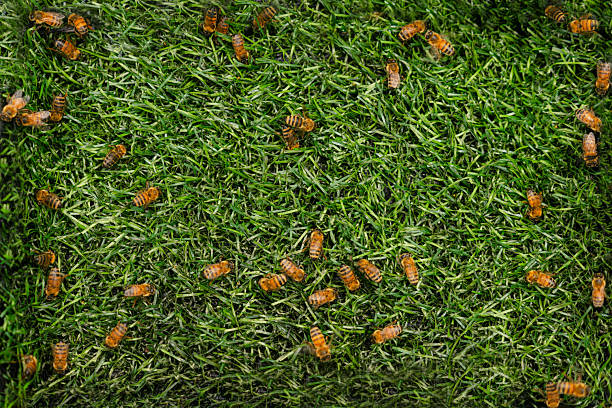 A top-down view of numerous honey bees scattered across a lush green grass surface. The bees appear to be resting or foraging, creating a striking contrast with the vibrant green blades of grass. This image highlights insect behavior, biodiversity, and the role of bees in the natural ecosystem. Ideal for educational, environmental, or scientific content.