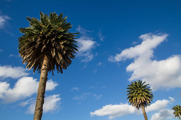 Beautiful parklands with palm trees standing against clouds and blue sky, the widespread planting of palms across the Parklands