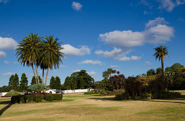 Centennial Parklands Beautiful parklands with palm trees standing against clouds and blue sky, the widespread planting of palms across the Parklands, located in the eastern suburbs of Sydney, New South Wales, Australia.