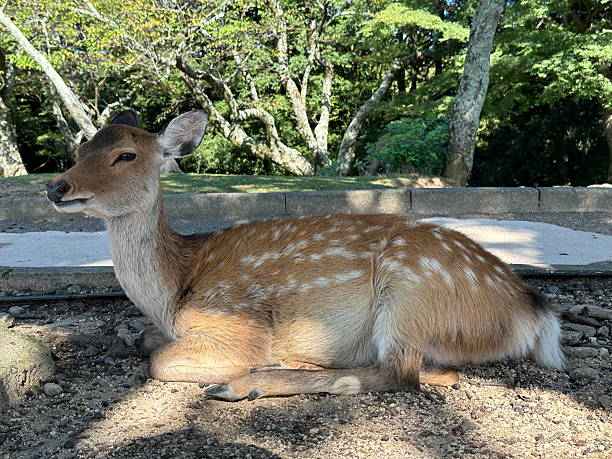 istock Close-Up of Deer in Nara, Japan 2225764562