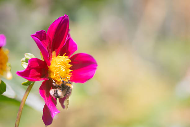 A wonderful bumblebee scrambles around on a spectacular dahlia flower, collecting pollen in a most excitable way.