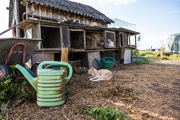 A rustic rabbit hutch with multiple cages, a ginger cat on straw, green watering cans, a wheelbarrow, and hay scattered in a rural setting.