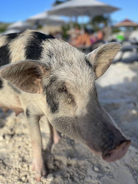 istock Pig at grote knip Curacao 2225768836