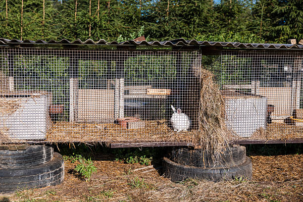 istock Elevated Rabbit Cages with White Rabbit and Evergreen Trees 2225768842