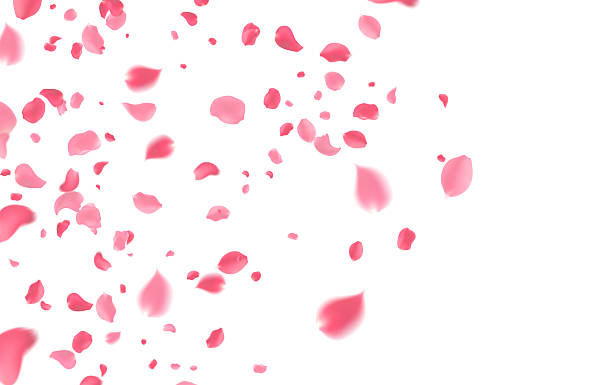 istock Vibrant Pink Flower Petals Falling Freely Creating Atmosphere of Love Romance and Joy  Perfect Background for Weddings Valentine's Day  or Designs That Require Sweetness and Enchantment 2225770827