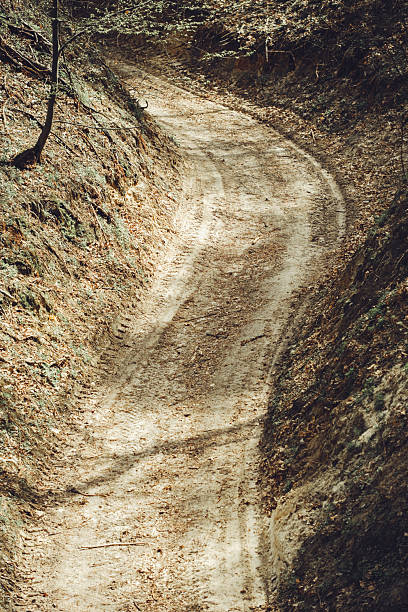 A winding path is cut through an overgrown forest floor. The dirt trail has visible tire tracks and is flanked by dry vegetation and ground cover. Exploration and rural nature.