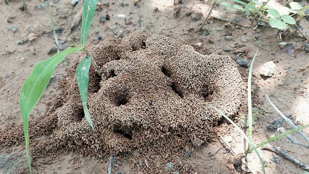 istock an anthill made of soil and sand, featuring several visible tunnel openings that serve as entrances and exits for ants in their natural nesting habitat. 2225772138