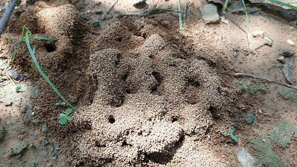 istock an anthill made of soil and sand, featuring several visible tunnel openings that serve as entrances and exits for ants in their natural nesting habitat. 2225772143