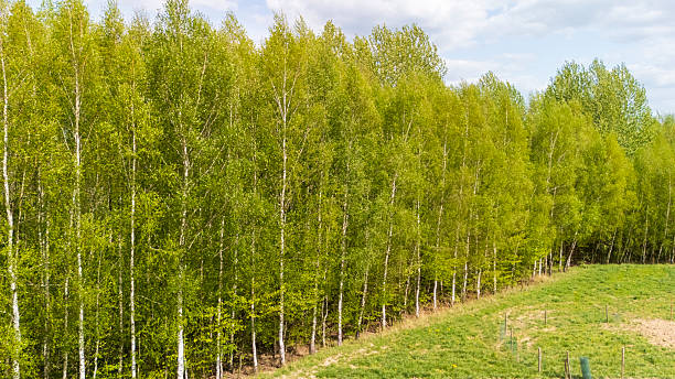 istock Lush green birch trees stand tall in a vibrant forest under a bright sky, showcasing nature's beauty during springtime, ideal for backgrounds or nature-themed projects. 2225773400