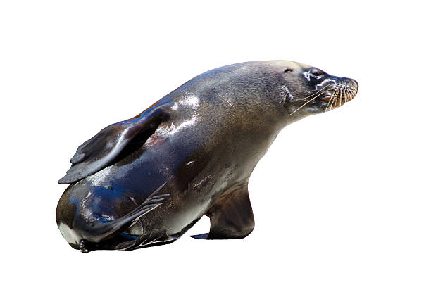 istock Black Australian sea lion lying down like Humans, isolated on white background. 2225773404