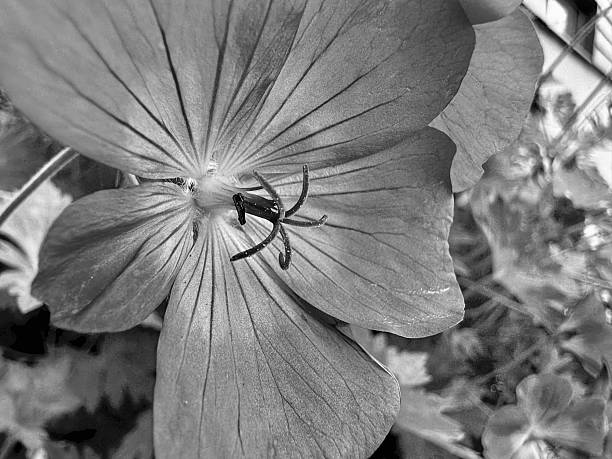Close up of a flower