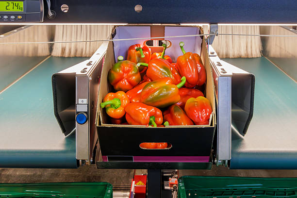 istock Sorting and packaging of red bell peppers 2225776221