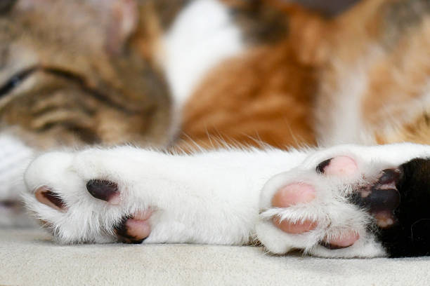 A close-up of a cat’s soft paws resting on a light surface, with the focus on its pink pads and fur, creating a peaceful and delicate atmosphere.