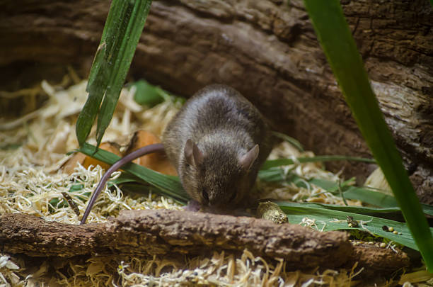 Close up Cute brown mouse in a  Australia forest, adaptable rodents, capable of thriving in various climates and quickly infesting areas.