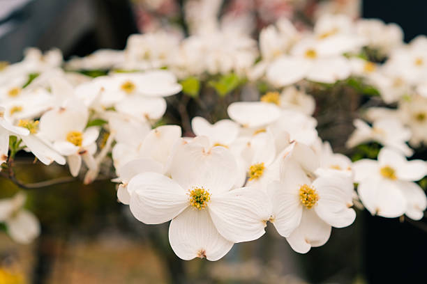Blooming dogwood in Spring