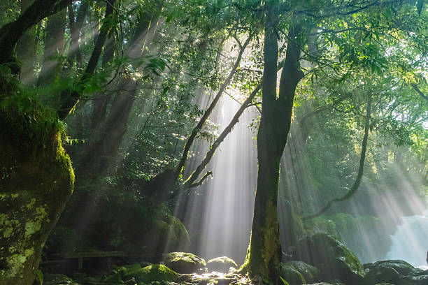 istock Sunbeams piercing through the forest in Kikuchi Valley, Japan 2225780510