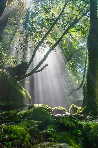 Sunbeams piercing through the forest in Kikuchi Valley, Japan