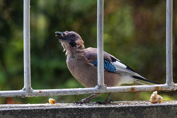 Close-up of eurasian jay perching, wildlife animals