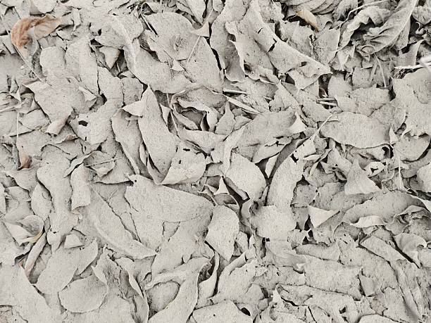 istock Plant leaves covered in volcanic ash from a volcanic eruption. 2225781750