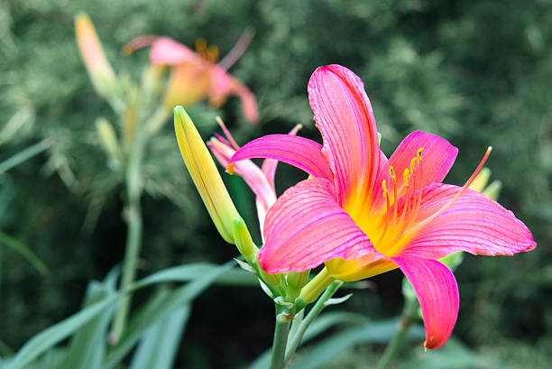 Vibrant pink daylily with a yellow throat in full bloom, surrounded by closed buds and long green leaves against a dark, leafy background.
