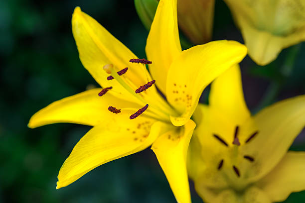 Vibrant yellow lily in full bloom with dark red anthers and delicate speckled patterns near the center, set against a dark green background.