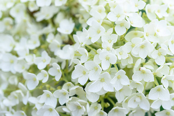 istock Hydragea Flower Close-Up Botany Plant 2225782626