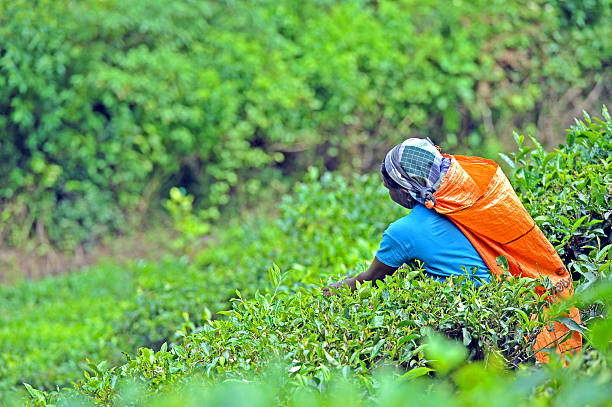 Female tea picker at work, Mandaramnuwara, Central Province, Sri Lanka. Mandaram Nuwara, aka Mandaramnuwara or colloquially as the 'Misty City' as it's shadowed by the adjoining mountain ranges, is a small village in the Central Province and often shrouded in mist for much of the day. Sri Lanka is the tropical Indian Ocean island formerly known as Ceylon, situated off the southeastern tip of India, renowned for its tea, rubber and precious stone production throughout the world