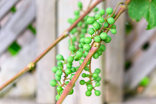 Cluster of small, round green grapes growing along reddish stems against a blurred wooden lattice background.