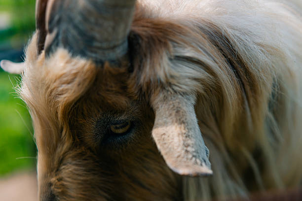 Close up of white goat with brown eye feature
