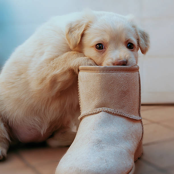 istock Puppy dog playing 2225783705