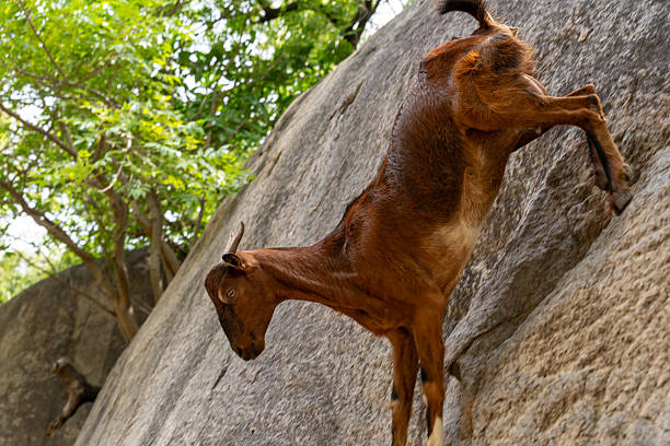 istock A goat is climbing a rock 2225789427