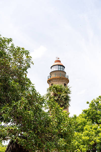 istock A lighthouse is seen in the distance, with a tree in front of it 2225790445