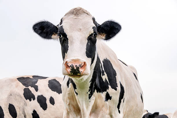 istock Milker cow, dutch cattle breed, black and white, front view 2225792115