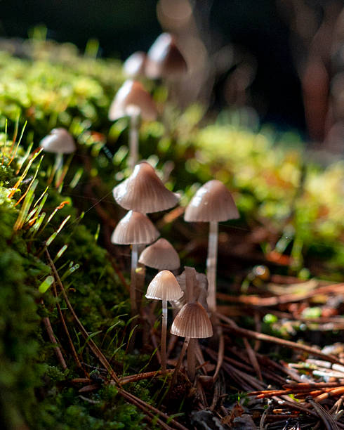 Ideal for Botanical Studies, Fantasy-Themed Visuals, or Environmental Awareness Content.