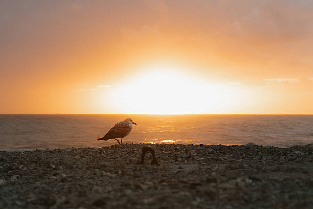 Seagull enjoying a beautiful golden sunset over the ocean