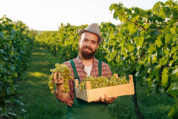 Front view looking at camera young man winemaking stand vineyard box harvest bunch grape in hand carefully examining it. Imposing agronomy in hat beard keep a good eye on the quality of crop.