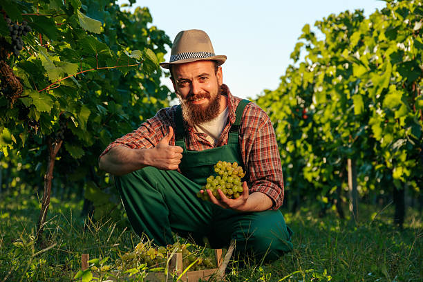 Front view young farmer winemaking worker winemaker looking at camera squatting estate hold bunch hands showing thump up. Rich vineyards and a good mood, that's what you need for a quality result.