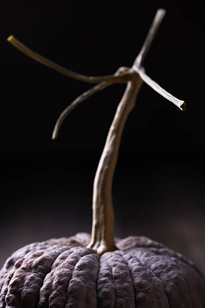 Closeup of a mini decorative pumpkin with a ragged stem.