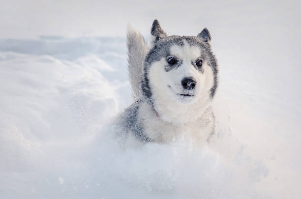 istock Husky joyfully leaping through deep snow in winter wonderland 2225794530