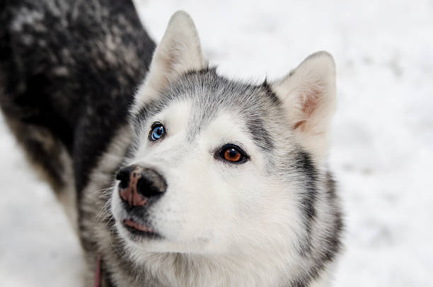 Close-up of siberian husky displaying heterochromia one blue eye, one brown. Snowy backdrop enhances its thick fur, creating striking contrast. Ears perked, gaze direct, evoking curiosity